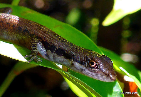 Pale-lipped Shade Skink - Saproscincus basiliscus http://www.arod.com.au/arod/reptilia/Squamata/Scincidae/Saproscincus/basiliscus  Australia,Geotagged,Pale-lipped shadeskink,Saproscincus basiliscus,Summer