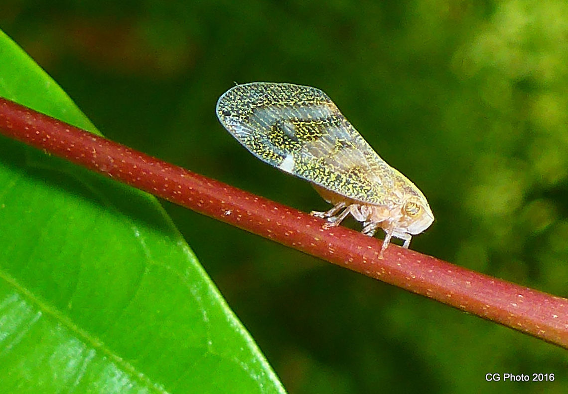 Passion-vine Hopper  = Scolypopa australis  Australia,Geotagged,Passionvine hopper,Scolypopa australis,Summer