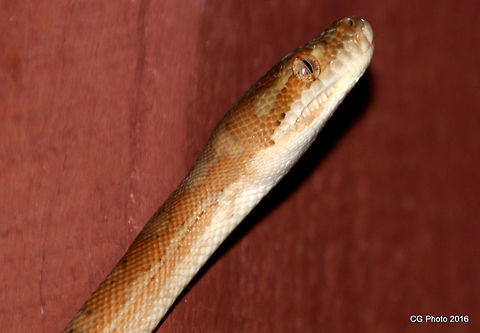 Coastal Carpet Python - Morelia Spilota McDowelli  Australia,Coastal carpet python,Geotagged,Morelia spilota mcdowelli,Summer