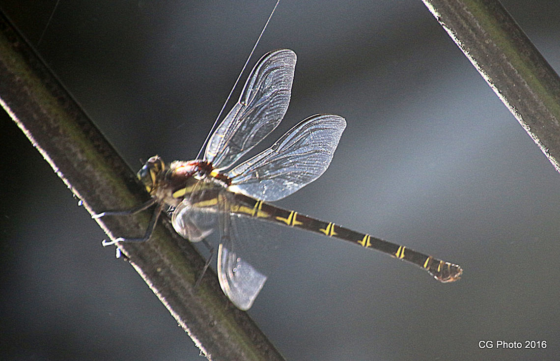 Giant Petaltail Dragonfly - Petalura ingentissima  Australia,Geotagged,Petalura ingentissima,Summer