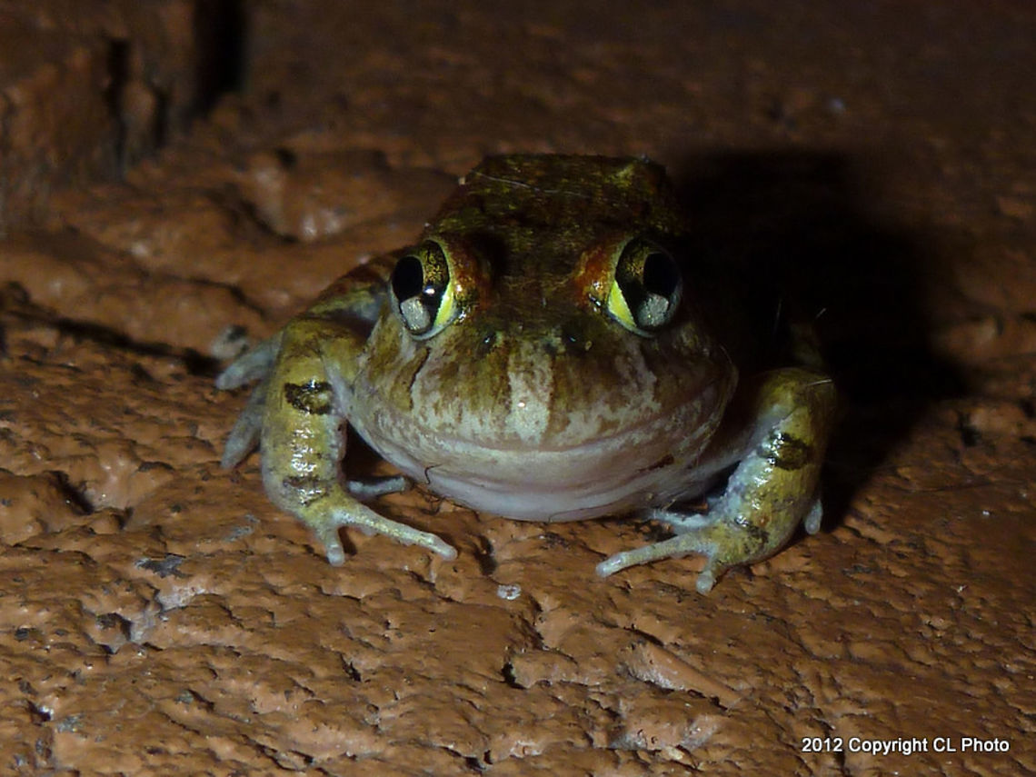Ornate Burrowning Frog - Opisthodon_ornatus  Australia,Geotagged,Ornate Burrowing Frog,Platyplectrum ornatum,Summer