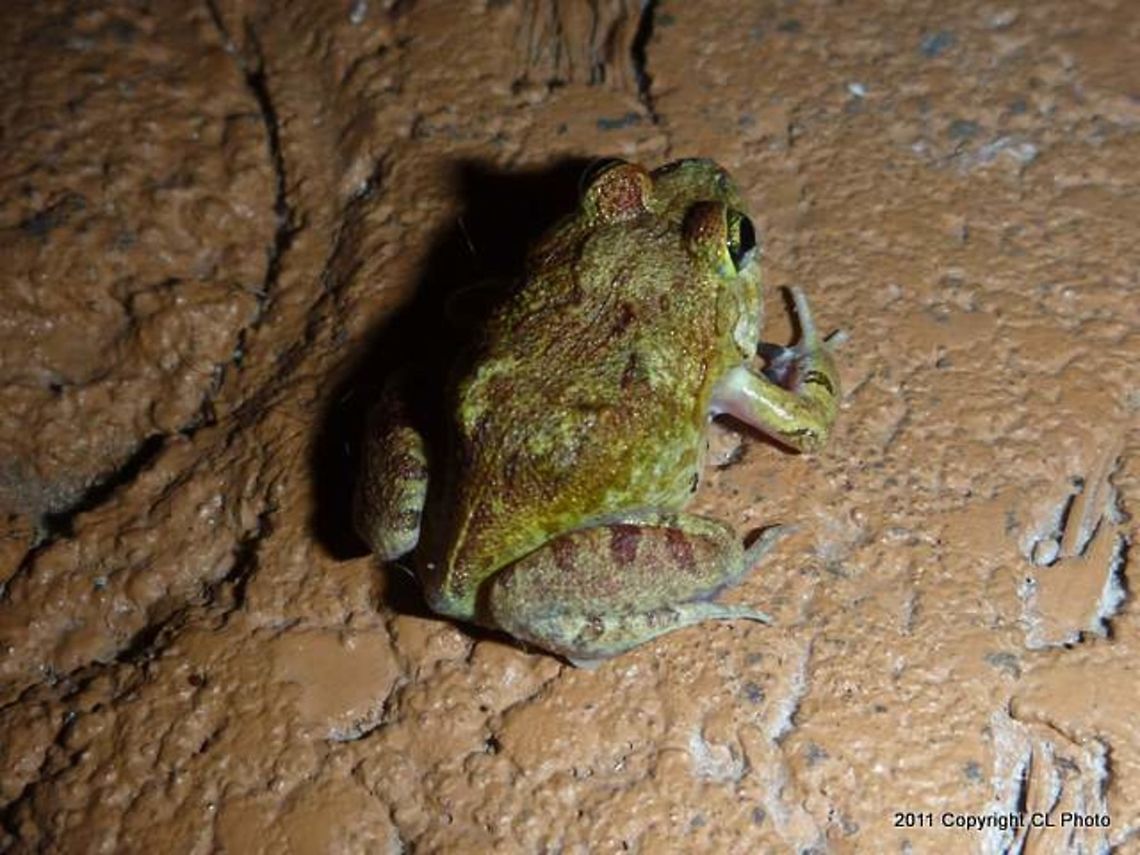 00Striped_Burrowing_Frog_Cyclorana_alboguttata  Australia,Cyclorana alboguttata,Geotagged,Striped burrowing frog,Summer