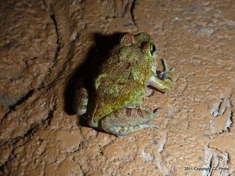 00Striped_Burrowing_Frog_Cyclorana_alboguttata  Australia,Cyclorana alboguttata,Geotagged,Striped burrowing frog,Summer
