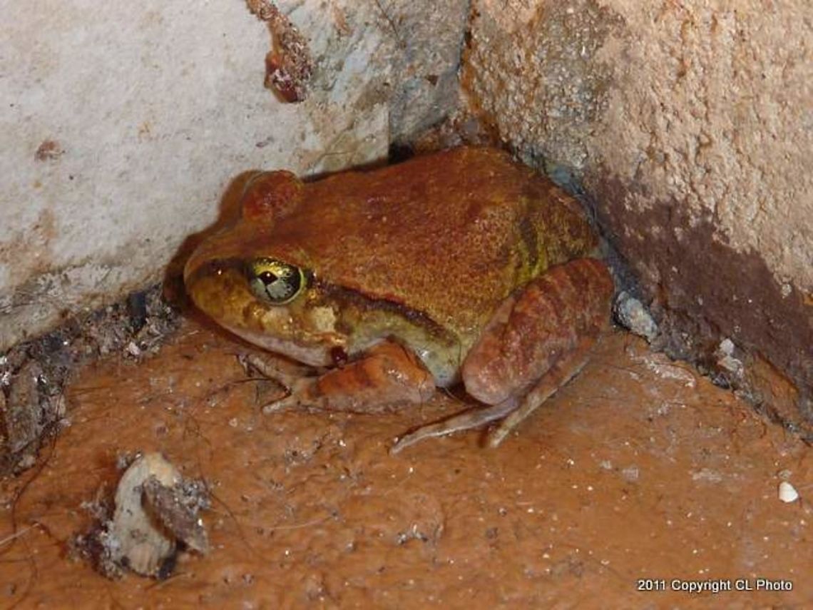 Ornate Nursery Frog - Cophixalus ornatus  Australia,Cophixalus ornatus,Geotagged,Summer