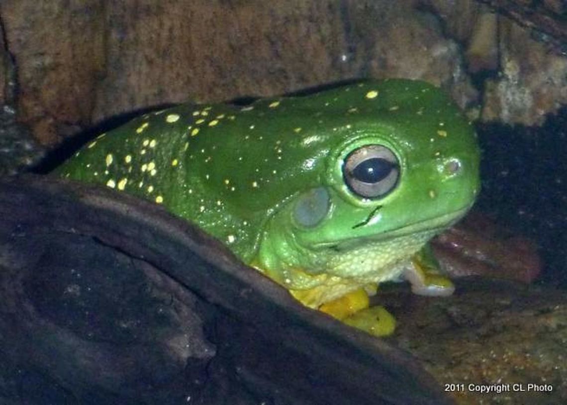 Magnificent Tree Frog - Litoria splendida  Australia,Geotagged,Litoria splendida,Magnificent tree frog,Spring