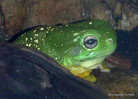 Magnificent tree frog