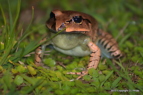Great Barred Frog - Mixophyes fasciolatus  Australia,Geotagged,Great Barred Frog,Mixophyes fasciolatus,Spring