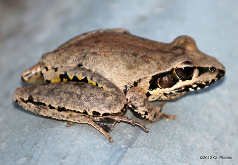 00Stoney_Creek_Frog  Australia,Geotagged,Litoria wilcoxii,Stony-creek frog