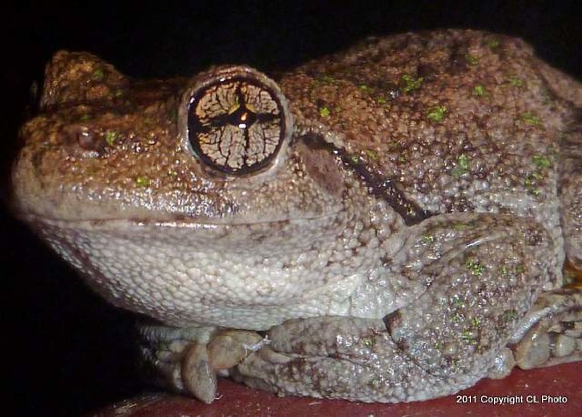 Perons_Tree_Frog - Litoria peronii  Australia,Geotagged,Litoria peronii,Perons tree frog,Spring