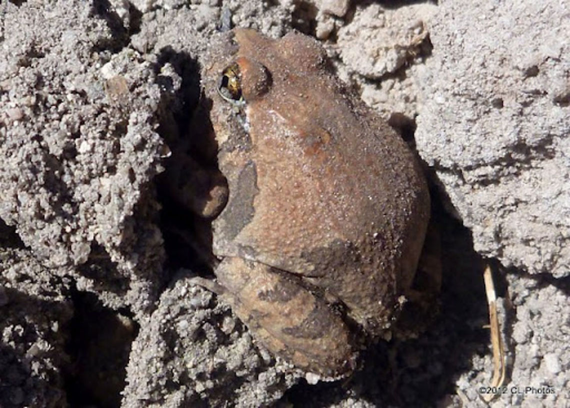 Common Eastern Froglet - Crinia signifera  Australia,Common eastern froglet,Crinia signifera,Geotagged