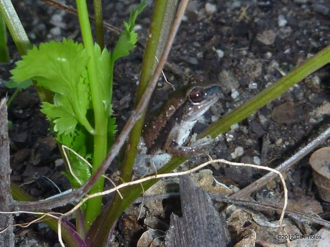 Dwarf Rocket Frog - Litoria microbelos  Australia,Geotagged,Javelin frog,Litoria microbelos,Winter