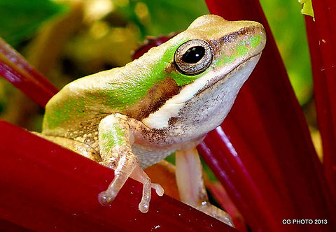 Eastern_Sedge_Frog  Australia,Eastern dwarf tree frog,Geotagged,Litoria fallax,Spring
