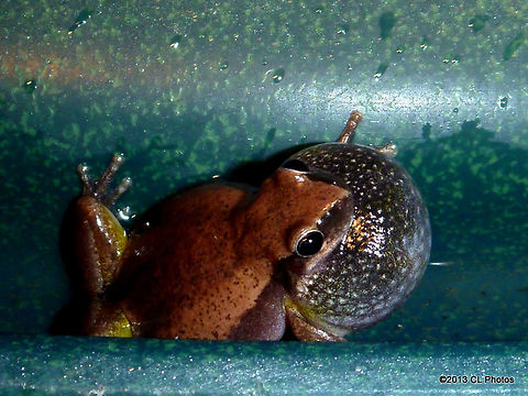 Desert Tree Frog or Little Red Tree Frog - Litoria rubella  Australia,Desert tree frog,Geotagged,Litoria rubella,Summer
