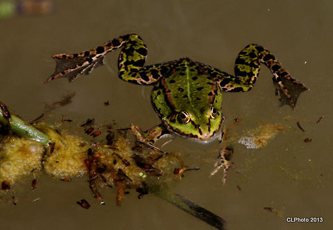 Marsh Frog - Pelophylax ridibundus  Geotagged,Germany,Marsh Frog,Pelophylax ridibundus,Spring