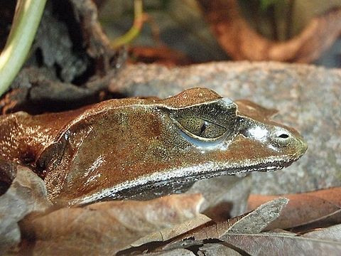 Malayan Horned Frog - Megophrys nasuta  Geotagged,Long-nosed horned frog,Malaysia,Megophrys nasuta
