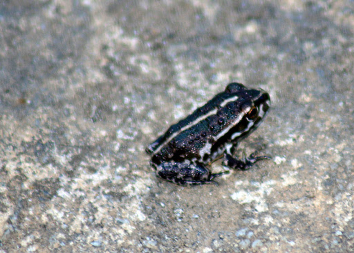 Motorbike Frog - Litoria moorei  Australia,Geotagged,Litoria moorei,Motorbike frog