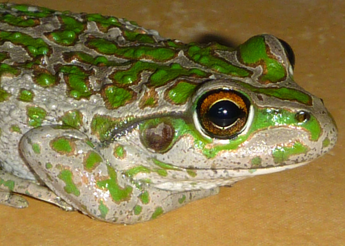 Spotted-thighed Frog - Litoria cyclorhyncha  Australia,Geotagged,Litoria cyclorhyncha,Summer