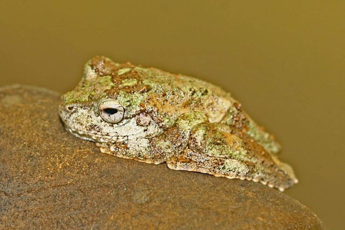 Green-eyed Treefrog - Litoria genimaculata  Australia,Geotagged,Green-eyed tree frog,Litoria genimaculata