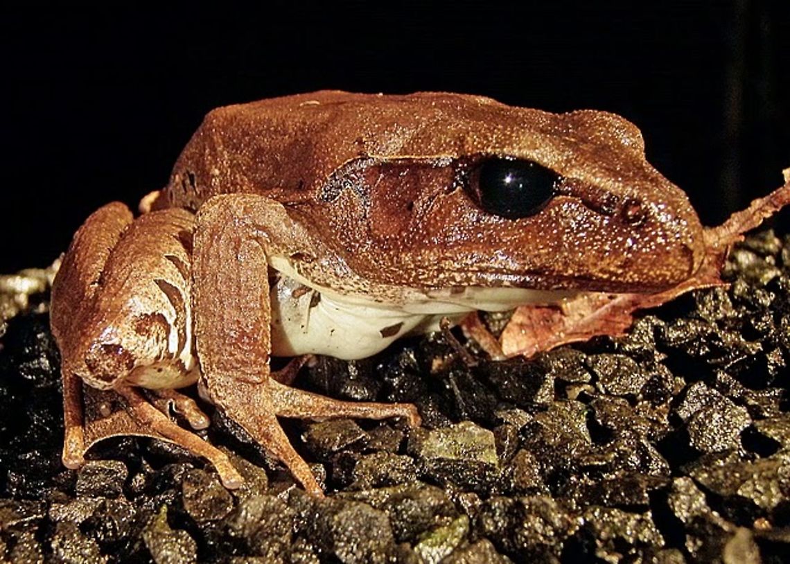 Cogger's Barred Frog - Mixophyes coggeri  Australia,Barred frog,Geotagged,Mixophyes coggeri