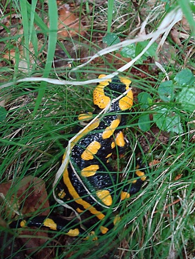 Fire Salamander - Salamandra salamandra  Fire Salamander,Geotagged,Germany,Salamandra salamandra