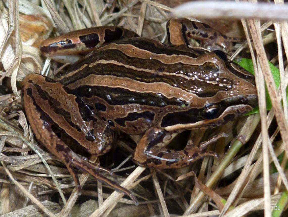 Striped Marsh Frog - Limnodynastes peronii  Australia,Geotagged,Limnodynastes peronii,striped marsh frog