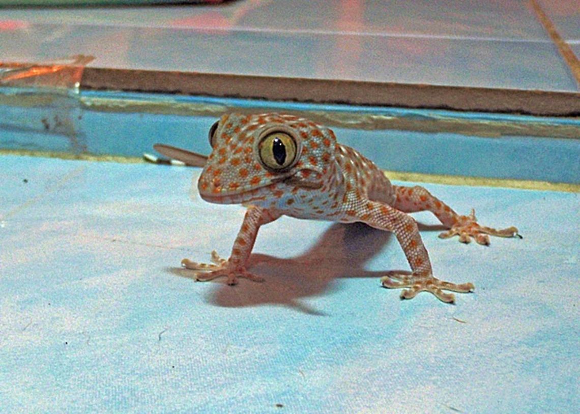 Tokay Gecko - Gekko gecko  Gekko gecko,Geotagged,Thailand,Tokay gecko