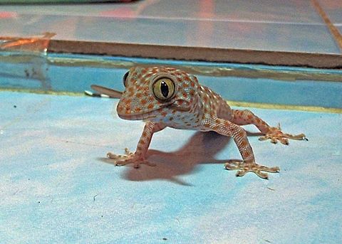 Tokay Gecko - Gekko gecko  Gekko gecko,Geotagged,Thailand,Tokay gecko