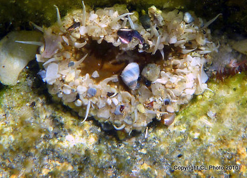 Camouflaged Anemone - Oulactis muscosa Australia,Geotagged,Oulactis muscosa,Summer
