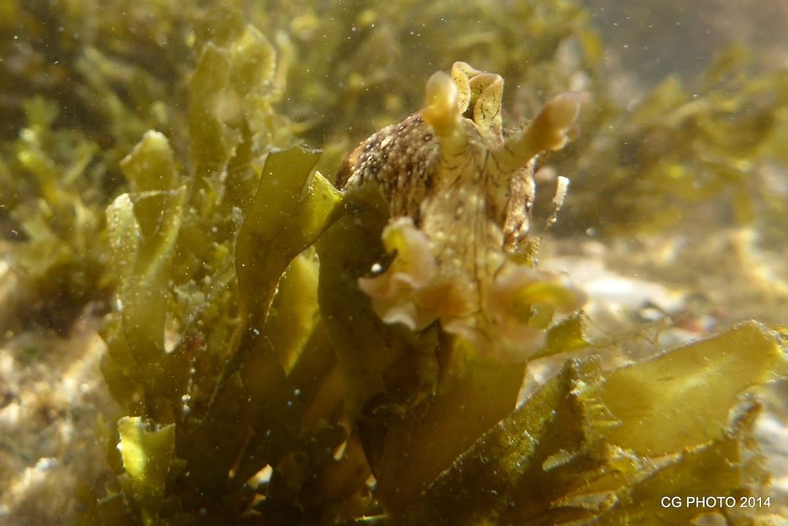 Eyed Sea hare - Aplysia oculifera  Aplysia oculifera,Australia,Eyed Sea hare,Geotagged
