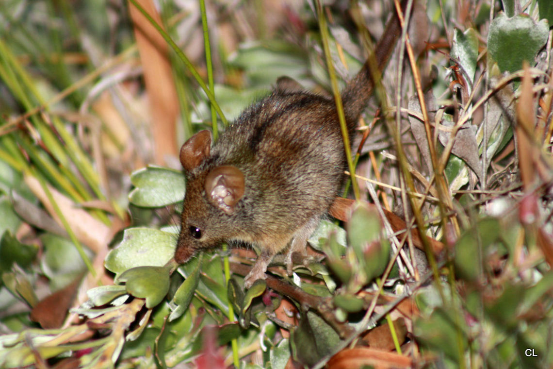 Honey Possum or Noolbenger - Tarsipes rostratus  Australia,Geotagged,Honey possum,Summer,Tarsipes rostratus