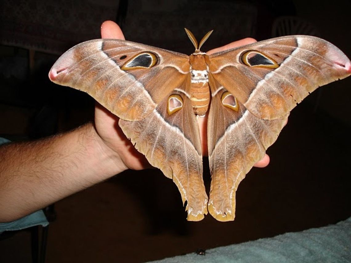 Hercules moth - Coscinocera hercules  Australia,Coscinocera hercules,Geotagged