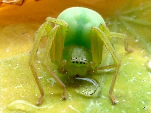 Green Huntsman Spider - Neosparassus sp  Australia,Geotagged