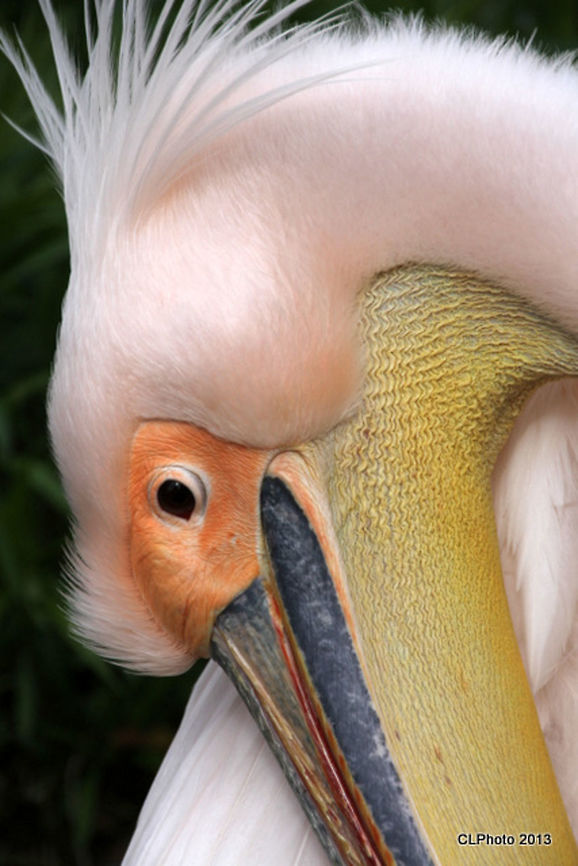 Great_White_Pelican - Pelecanus onocrotalus  Geotagged,Germany,Great White Pelican,Pelecanus onocrotalus,Spring