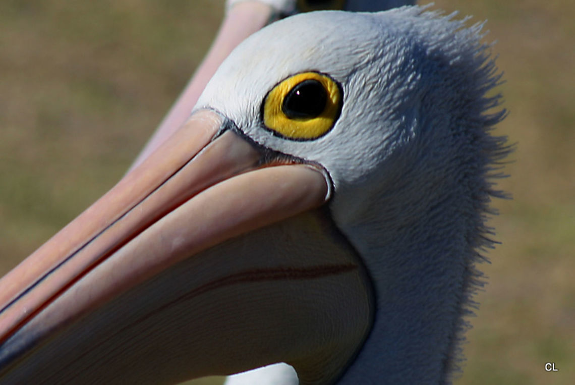 Australian Pelican - Pelecanus conspicillatus  Australia,Australian Pelican,Geotagged,Pelecanus conspicillatus,Summer