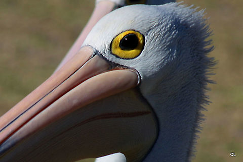 Australian Pelican - Pelecanus conspicillatus  Australia,Australian Pelican,Geotagged,Pelecanus conspicillatus,Summer