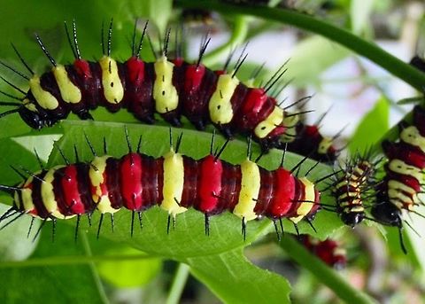 Leopard Lacewing Caterpillars - Cethosia cyane  Cethosia cyane,Geotagged,Leopard Lacewing,Malaysia
