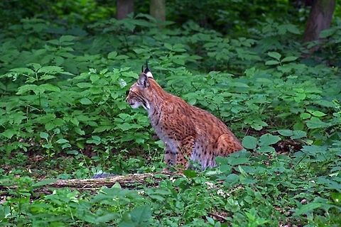 Lynx  Eurasian lynx,Geotagged,Germany,Lynx lynx