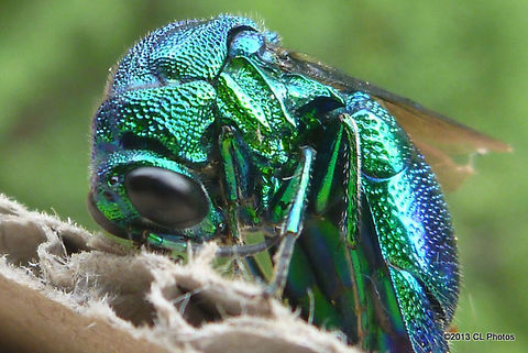 Large Cuckoo Wasp - Stilbum cyanurum  Australia,Fall,Geotagged,Stilbum cyanurum