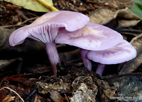 Lilac Blewit - Lepista sublilacina  Australia,Geotagged,Winter