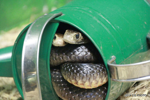 Eastern Brown Snake - Pseudonaja textilis  Australia,Eastern brown snake,Fall,Geotagged,Pseudonaja textilis,Spring