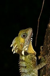 Boyd’s Forest Dragon (Hypsilurus boydii)  Australia,Boyds Forest Dragon,Geotagged,Hypsilurus boydii