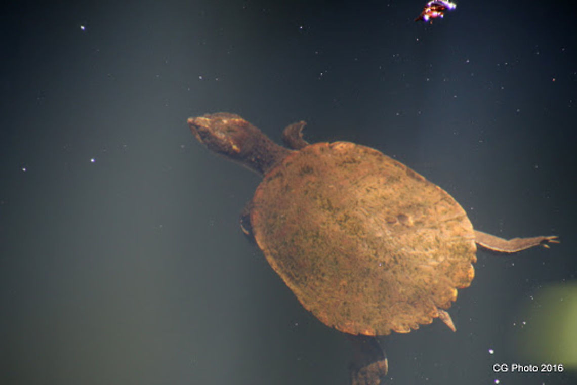 Saw-shelled_Turtle Wollumbinia latisternum Australia,Geotagged,Myuchelys latisternum,Saw-shelled turtle