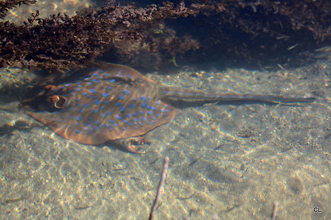 Bluespotted_Ribbontail_Ray 
Taeniura lymma Australia,Fall,Geotagged,Taeniura lymma,bluespotted ribbontail ray