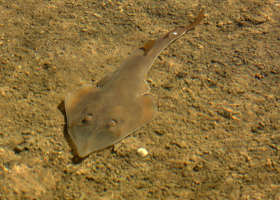 Giant_Shovelnose_Ray  Australia,Common shovelnose ray,Geotagged,Glaucostegus typus,Summer