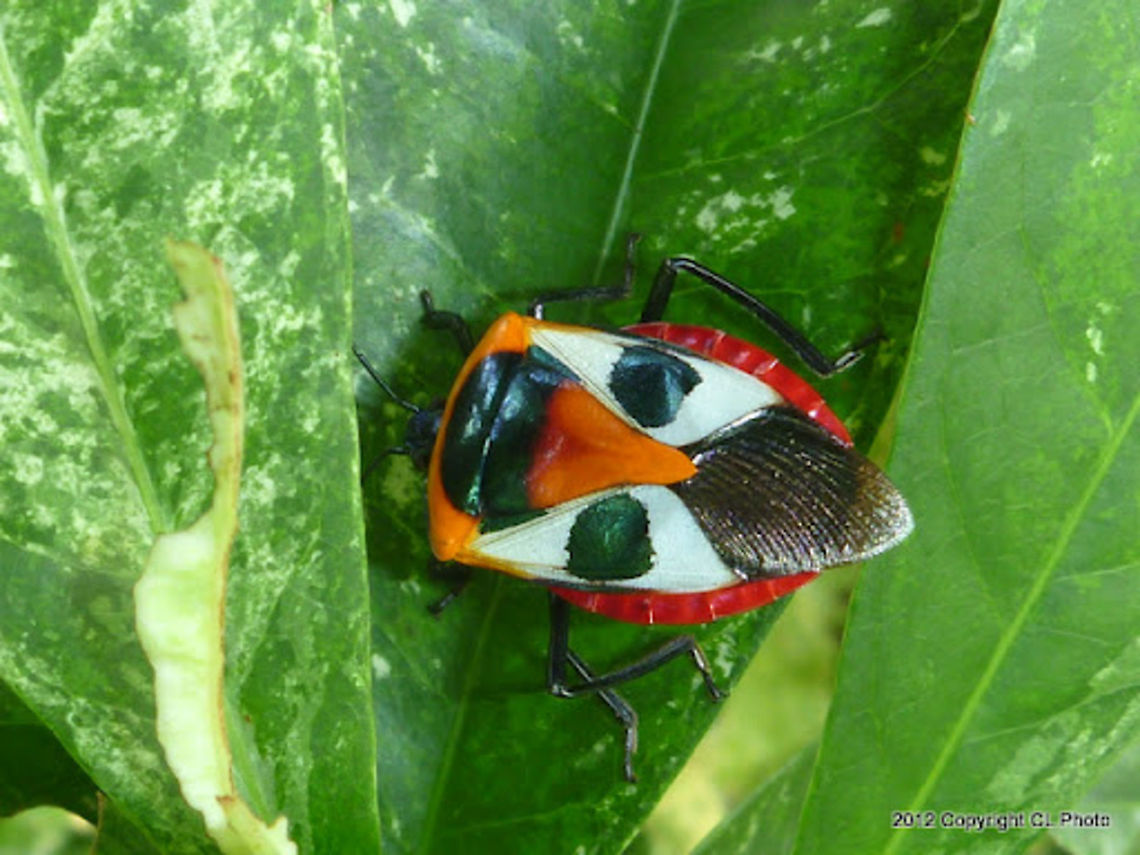 IXORA_SHIELD_BUG  Australia,Catacanthus punctus,Geotagged,Ixora shield bug