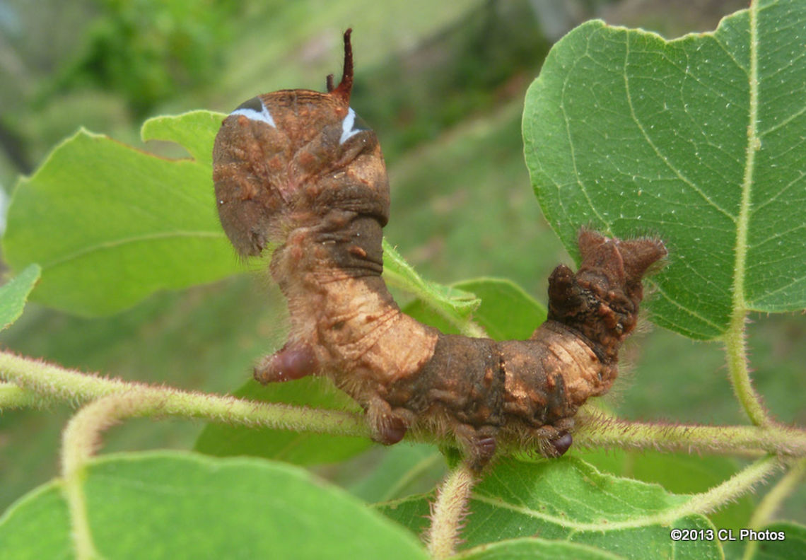 Gum Snout Moth Caterpillar - Entometa fervens  Australia,Entometa fervens,Geotagged,Gum Snout Moth Caterpillar,Summer