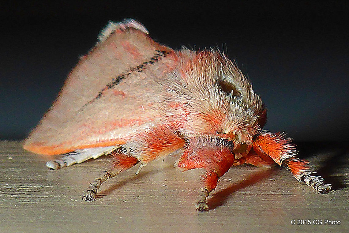 Comana Cosmocalla (Moth) Comana cosmocalla <a href="http://lepidoptera.butterflyhouse.com.au/lima/cosmocalla.html" rel="nofollow">http://lepidoptera.butterflyhouse.com.au/lima/cosmocalla.html</a> Australia,Comana cosmocalla,Geotagged,Summer
