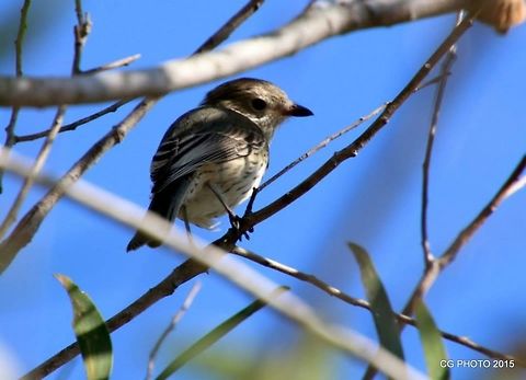 Rufous Whistler (Female) Pachycephala rufiventris  Australia,Geotagged,Pachycephala rufiventris