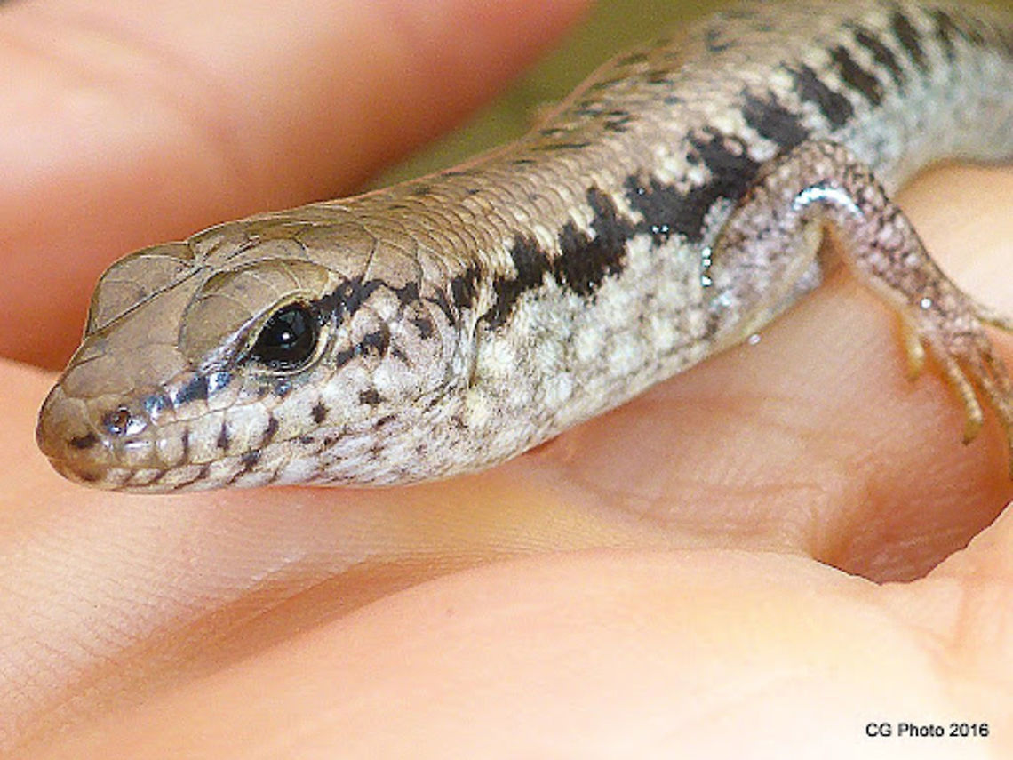 Northern Bar-sided Skink - Eulamprus brachysoma <a href="http://www.arod.com.au/arod/reptilia/Squamata/Scincidae/Eulamprus/brachysoma" rel="nofollow">http://www.arod.com.au/arod/reptilia/Squamata/Scincidae/Eulamprus/brachysoma</a> Australia,Eulamprus brachysoma,Geotagged,Northern Barsisded  Skink