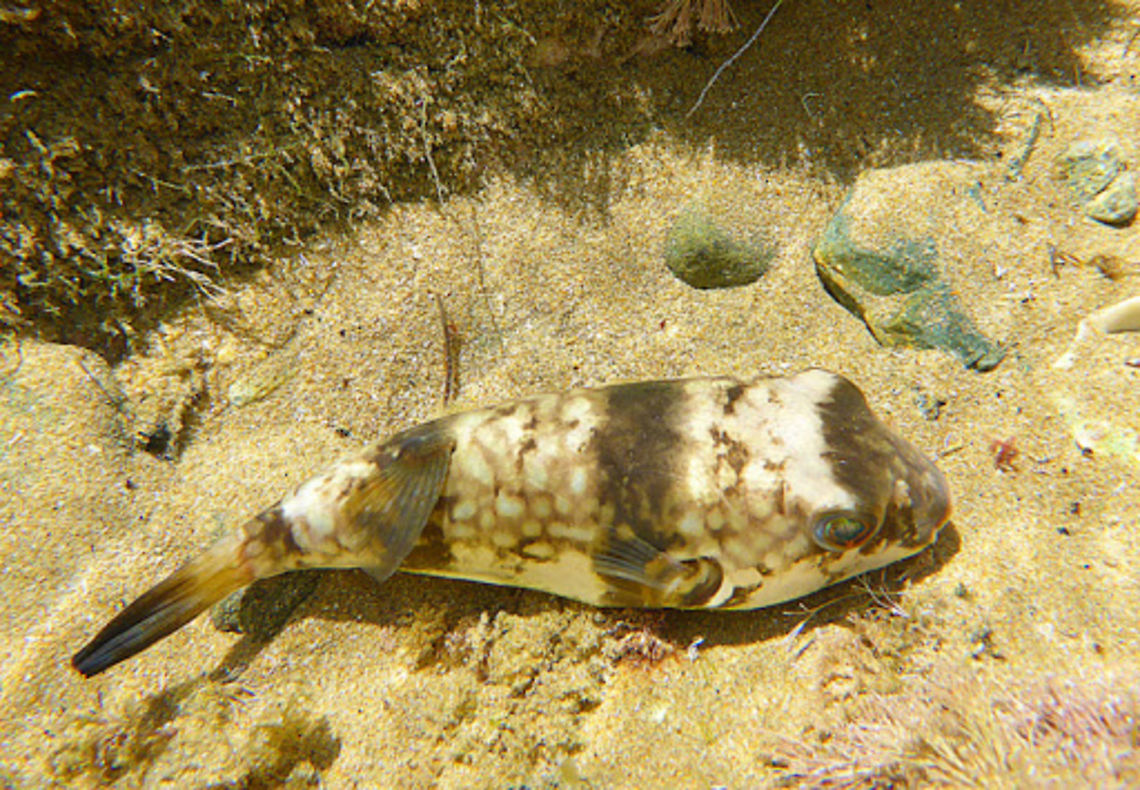 Smooth Toadfish - Tetractenos glaber  Australia,Geotagged,Smooth toadfish,Tetractenos glaber